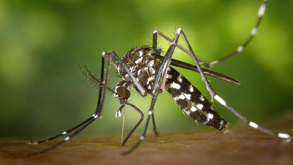 7 причин, по которым комары кусают одних людей чаще других