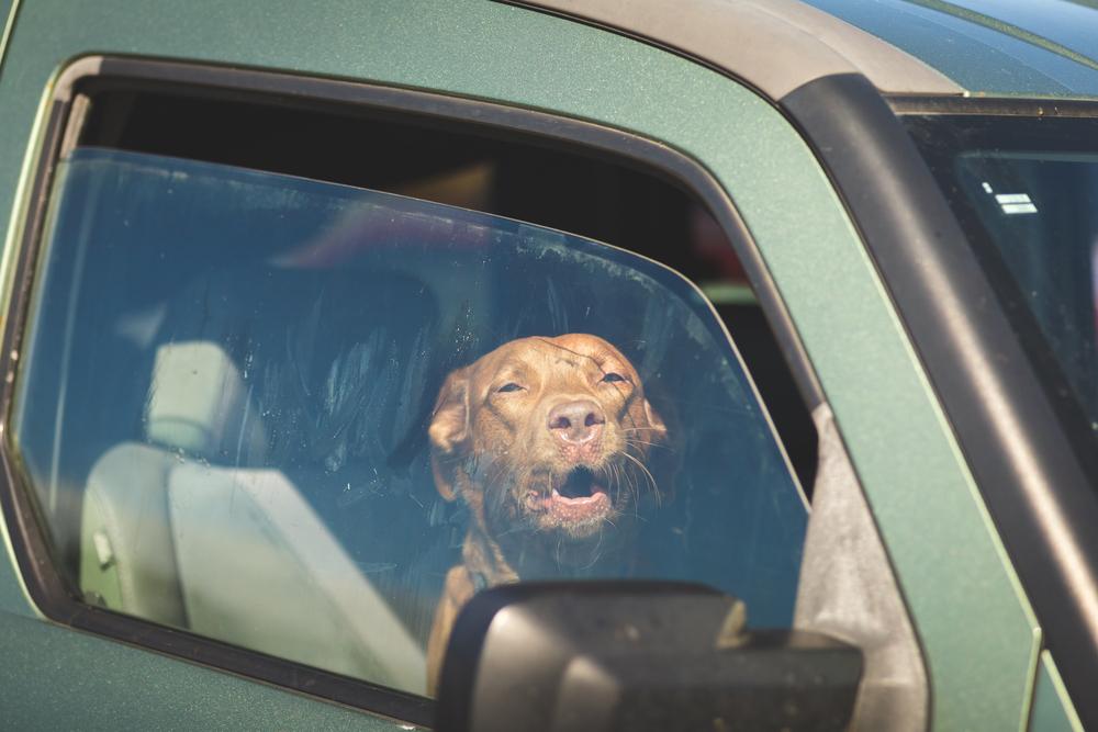 Полицейский обнаружил собаку, закрытую в машине в жару. Нерадивую хозяйку ждало оригинальное наказание