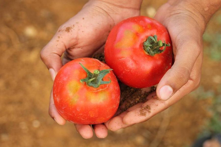 Ученые нашли ген помидора, который поможет сделать овощ из супермаркета более ароматным и вкусным