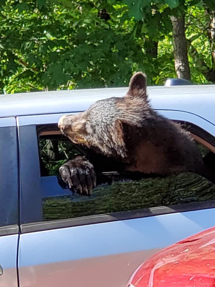Мужчина был поражен, когда подходил к своей машине и увидел на ней медведей