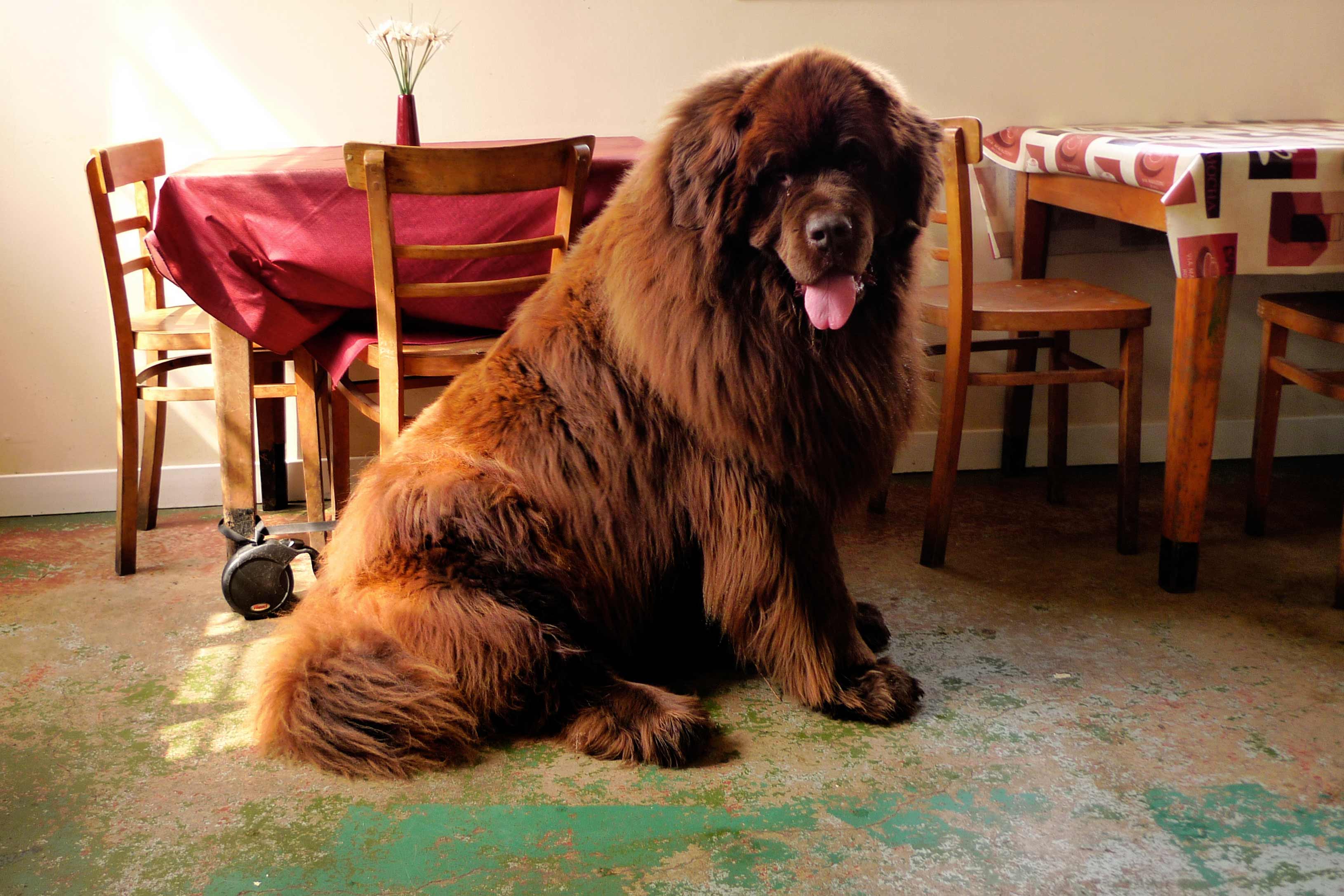 Очень крупная порода собак. Ньюфаундленд. Ньюфаундленд собака. Тибетский ньюфаундленд. Мастиф ньюфаундленд.