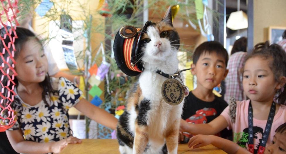Милота зашкаливает: кот, который спас японскую железную дорогу, был посвящен в рыцари