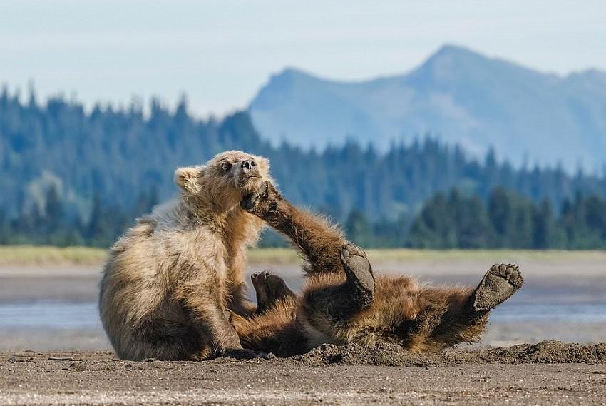 Фотограф не зря наблюдала целую неделю за медвежатами. Ей удалось запечатлеть лучший момент – их игривый бой