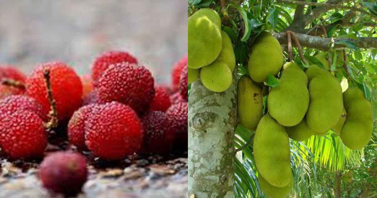 13 самых удивительных фруктов, которые вы вряд ли когда либо попробуете