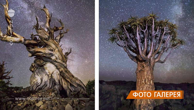 11 волшебных фото самых старых деревьев на фоне звёздного неба