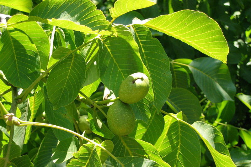 В мае и июне собираем листья грецкого ореха и укрепляем ими здоровье!