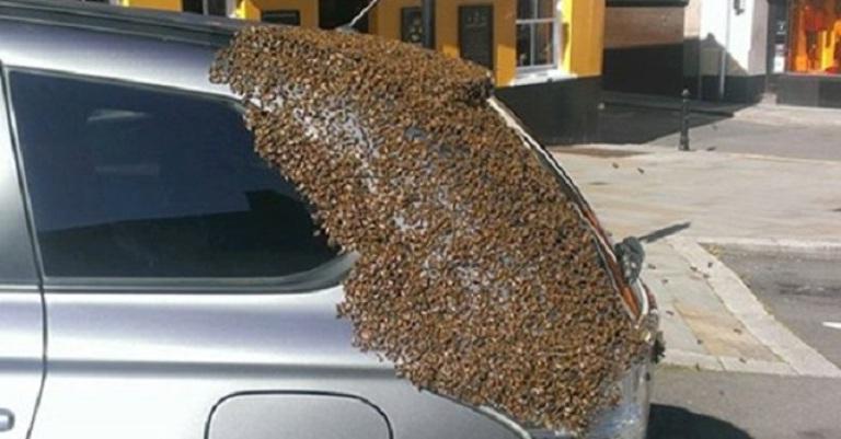 Рой пчел следовал за машиной в течение двух дней, пока специалисты не нашли виновницу преследования