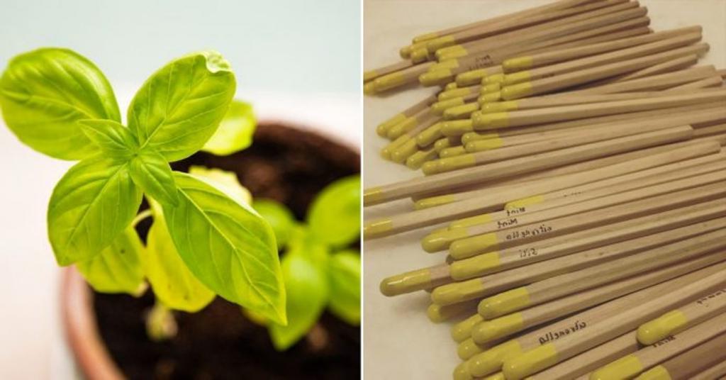 Практичность и польза. Филиппинские специалисты изобрели карандаши, которые превращаются в настоящие растения