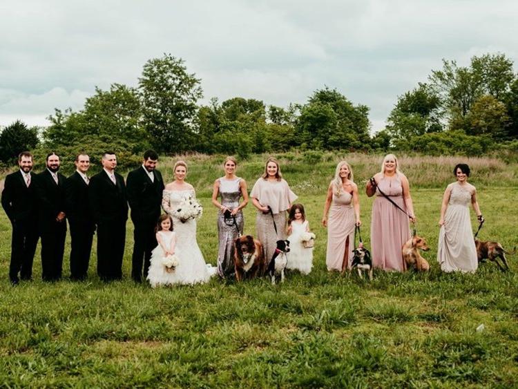 Подружки невесты шли по проходу не с цветами, а с питомцами из приемника: это помогло обрести собакам дом
