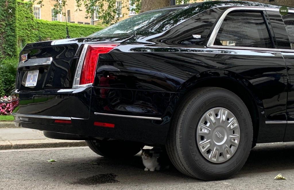 Котам не прикажешь: кот премьер-министра Великобритании отказывался вылезать из-под лимузина Трампа