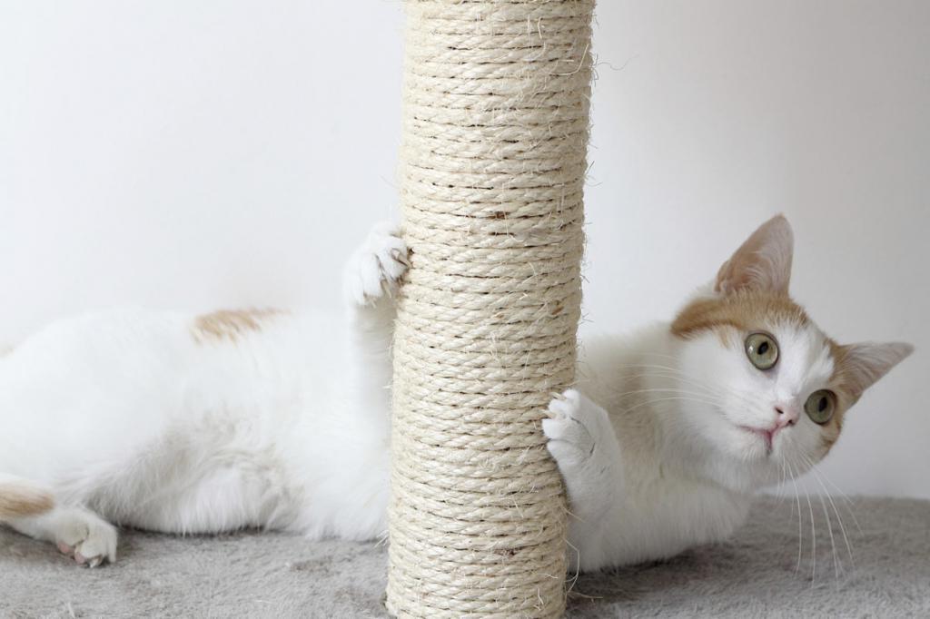 Коты и когти: что происходит, когда их удаляют, и почему люди должны держаться подальше от кошачьих лап