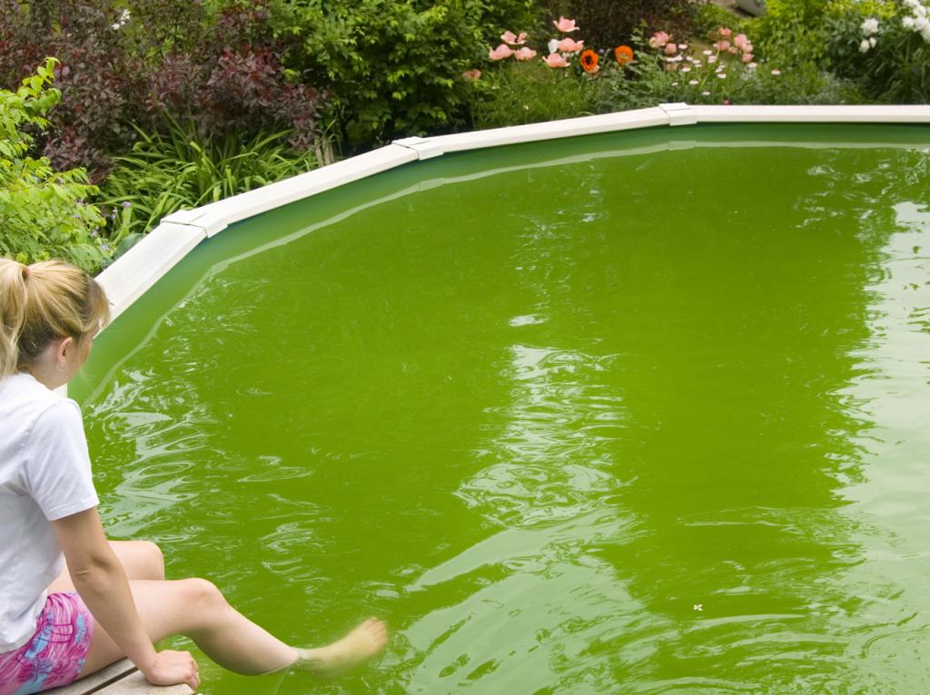 Вода в бассейне зеленеет? Поможет меламиновая губка: лайфхак