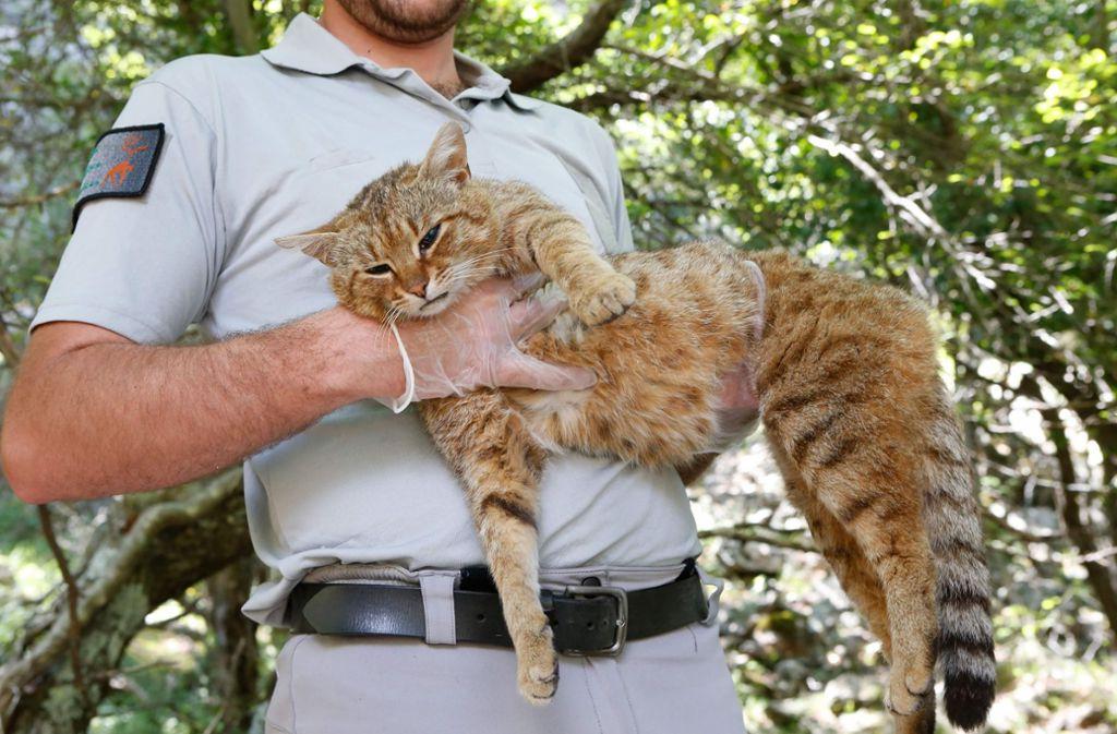 Кошка с повадками лисы: на Корсике обнаружен новый вид млекопитающих