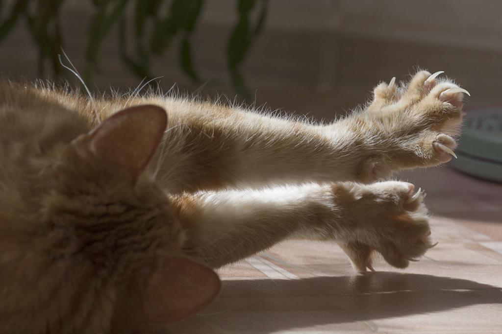 Коты и когти: что происходит, когда их удаляют, и почему люди должны держаться подальше от кошачьих лап