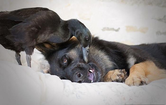Отношения, которых никто не ожидал: трогательная история дружбы между большой собакой и маленькой уткой (фото)