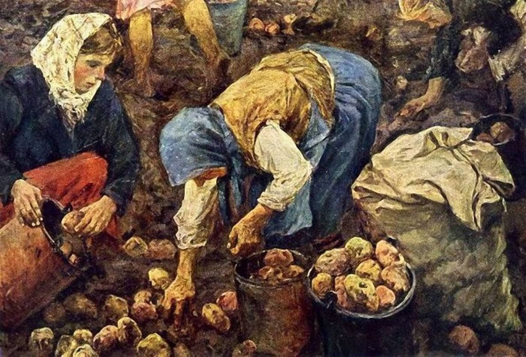 «Чертово яблоко»: почему крестьяне на Руси ненавидели картошку, отказывались ее сажать и устраивали картофельные бунты