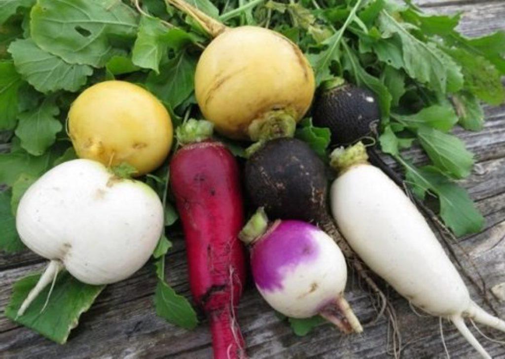 Ранние домашние овощи. Как выращивать редиску в контейнерах