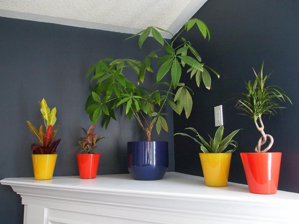 Как сохранить живые растения в темной квартире: несколько простых советов хозяйкам