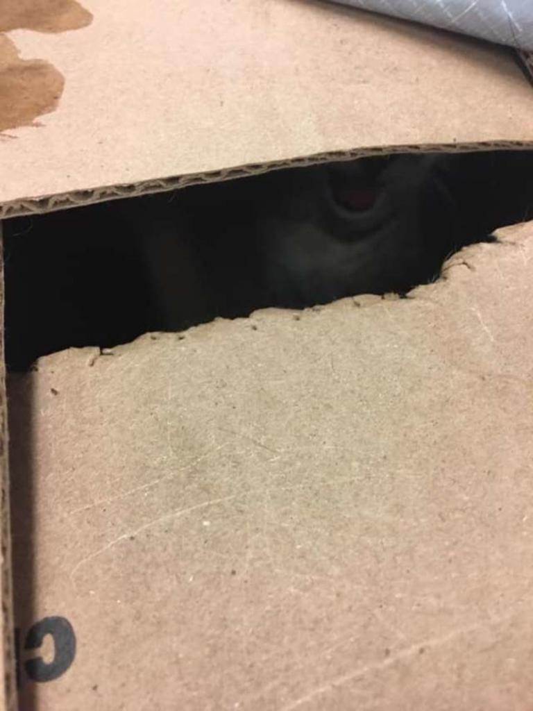 Сотрудники обнаружили 3 заклеенные коробки у приюта, а внутри - маленьких брошенных котят