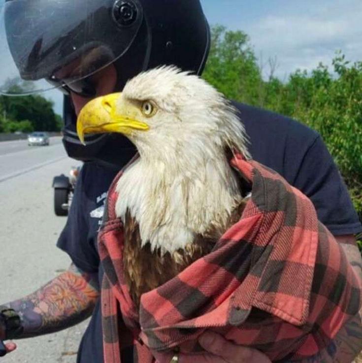 Раненый белоголовый орлан, попавший в дорожную пробку, был спасен с помощью фланелевой рубашки