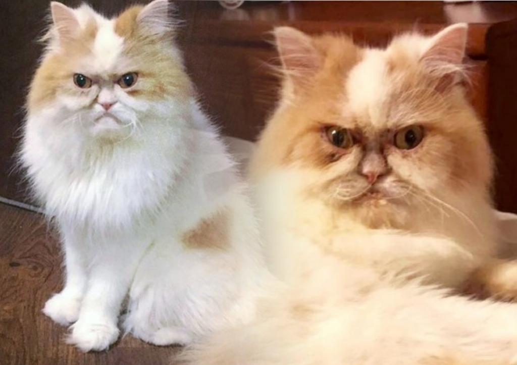 Знакомьтесь, это Луи: в Сети найден новый  сварливый  кот с лицом злого старика