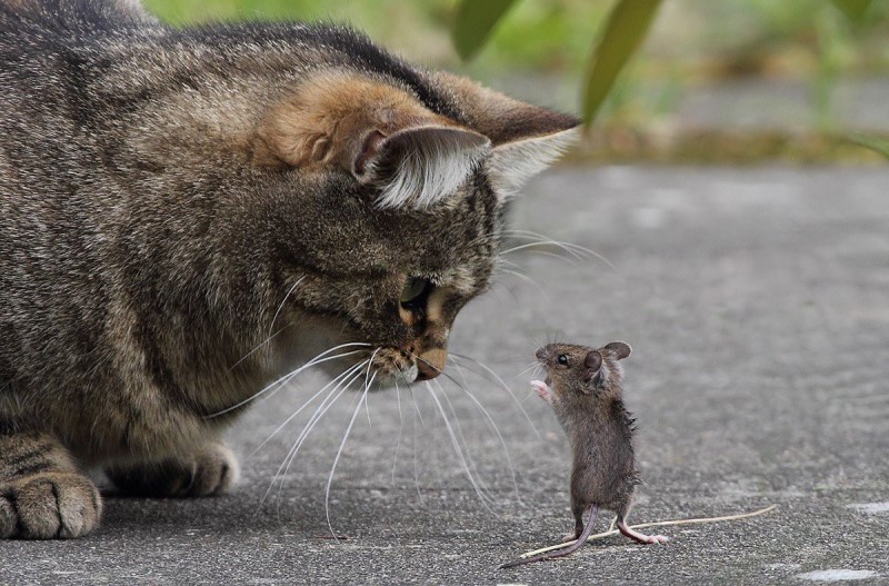 Парень завел кота, чтобы избавиться от мыши. Но что-то пошло не так - зверята подружились