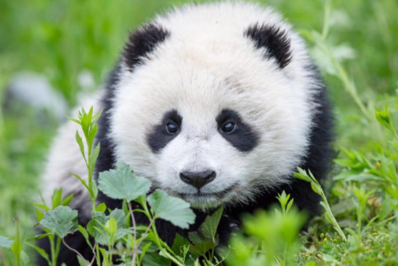 Свободу мишкам пандам   Китай откроет заповедник в 27 000 квадратных км