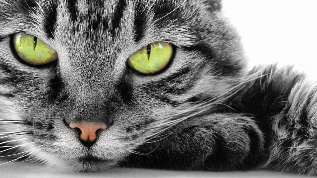 Кошачья ненависть: признаки, что мурлыкающий питомец недоброжелателен в ваш адрес