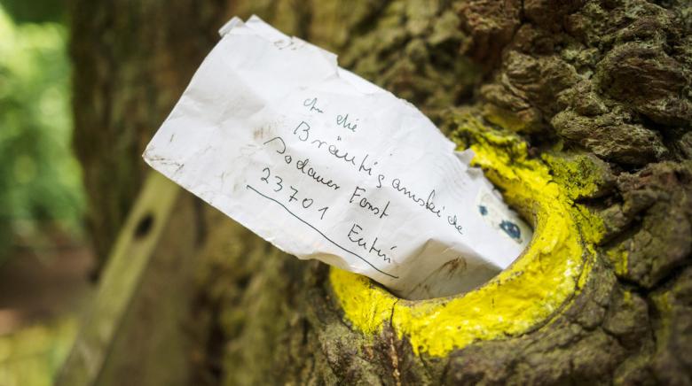 Единственный дуб в мире, которому пишут письма. История дерева, помогающего найти одиноким людям свою любовь