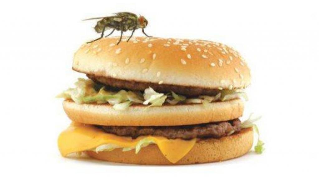 Почему еду, на которую села муха, стоит сразу же выбросить: ответ эксперта