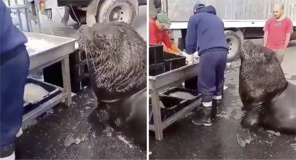 Ничего необычного: морской лев заглянул на рыбный рынок, чтобы перекусить