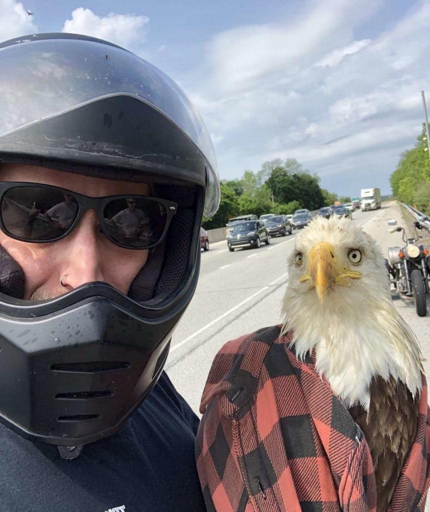Орел сел посреди шоссе в надежде на помощь: история спасения птицы байкером