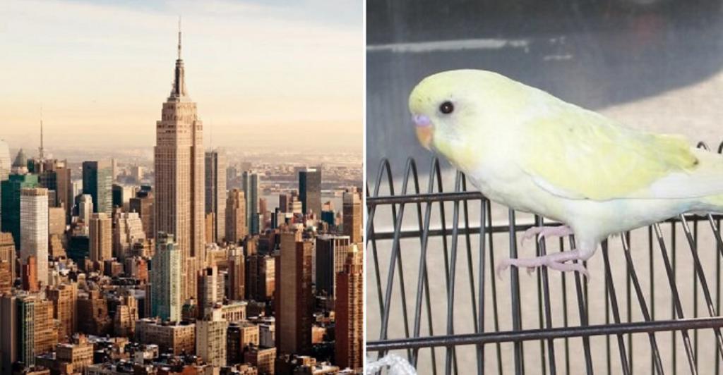 Такое бывает редко: улетевшего из дома и потерявшегося в Нью-Йорке попугайчика чудом вернули обратно в семью