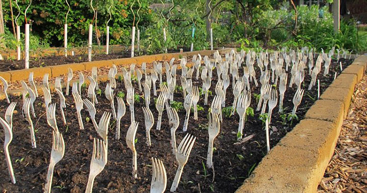 Зачем втыкать пластиковую вилку в огород: копеечное средство справится с вредителями