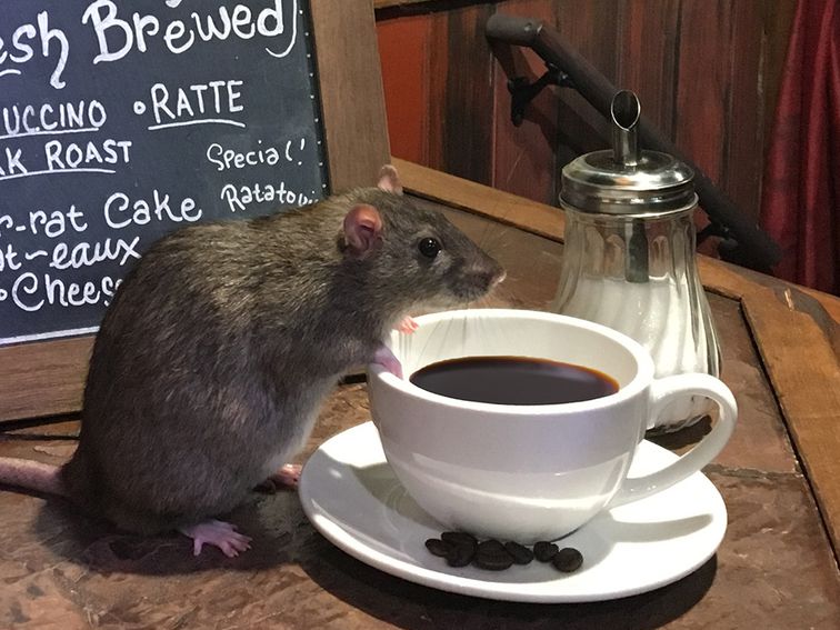 Кофе: вред или польза? Ученые дали крысам напиток и выяснили, что он полезен для человека