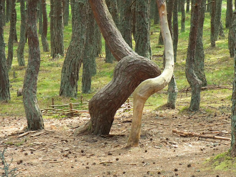 «‎Танцующий лес» в Калининграде и другие явления, котором наука не находит объяснения