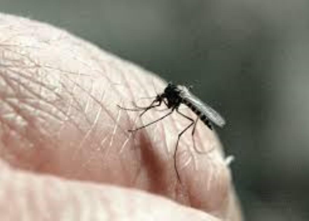 4 типа людей, которых любят кусать комары