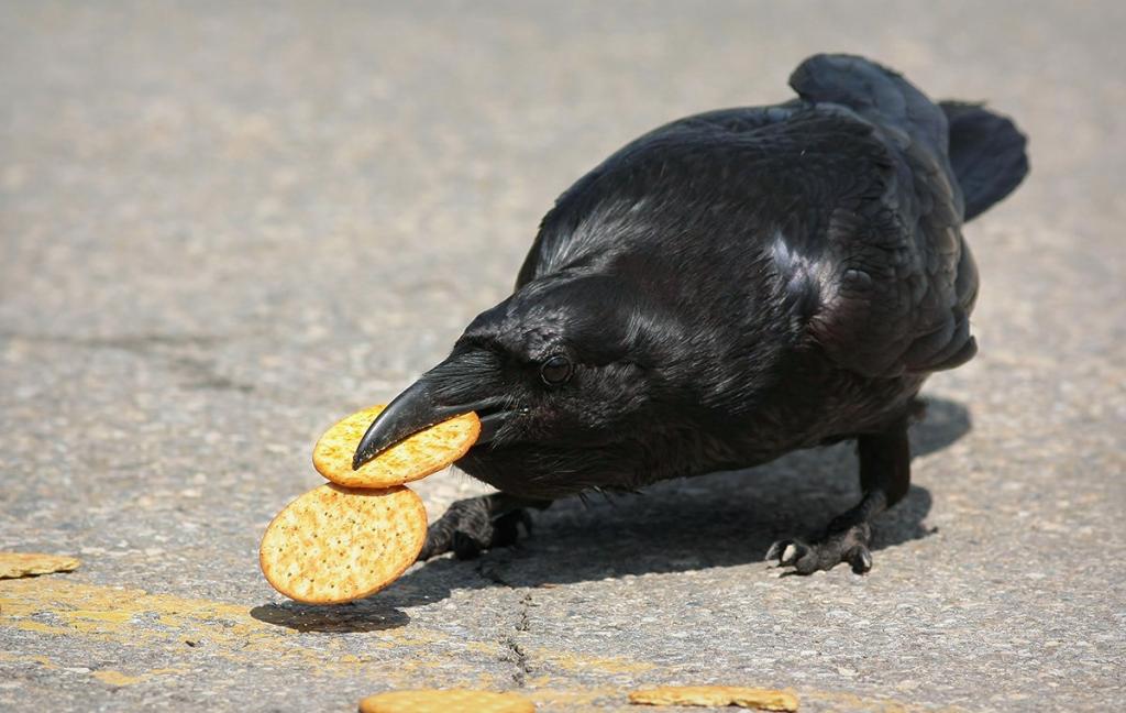 Умная ли птица ворон. Ворона питается. Ворона кушает. Ворона с едой в клюве.