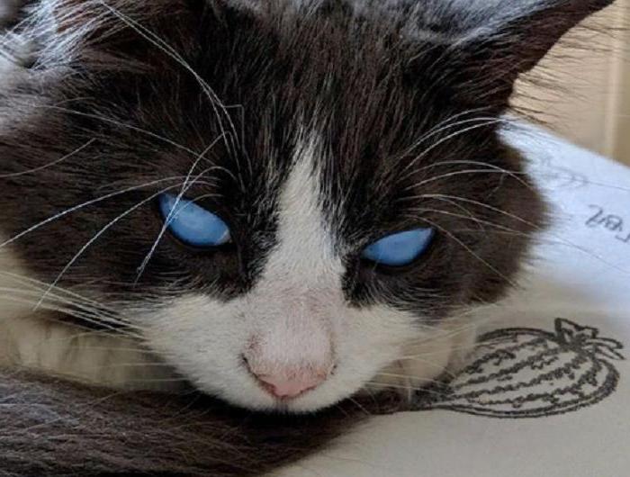 Луи, слепой кот, был спасен случайно - и теперь он звезда Instagram