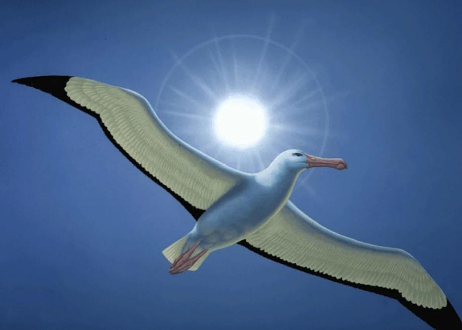 Компания Airbus провела успешные испытания самолета, который  машет  крыльями, как альбатрос