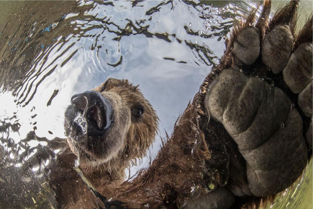 Плывущий медведь и морской дракон: лучшие фотографии BigPicture Natural World 2019