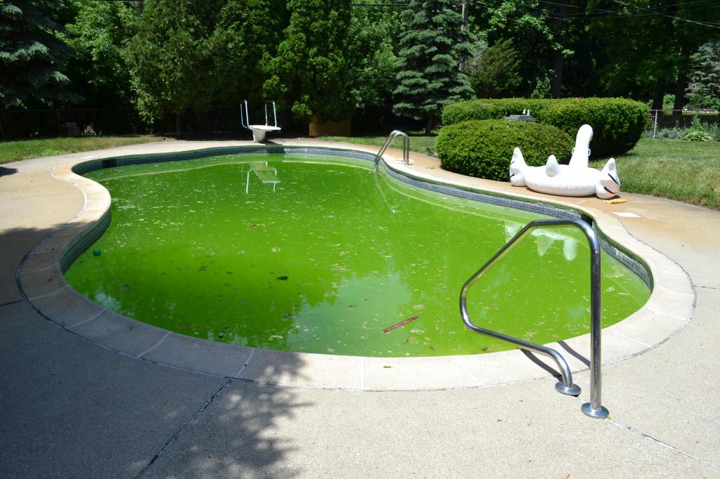 Вода в бассейне зеленеет? Поможет меламиновая губка: лайфхак