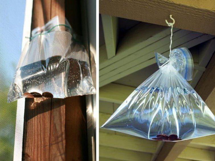 Пакеты с водой, висящие над крыльцом,   отличное средство от насекомых: как это работает