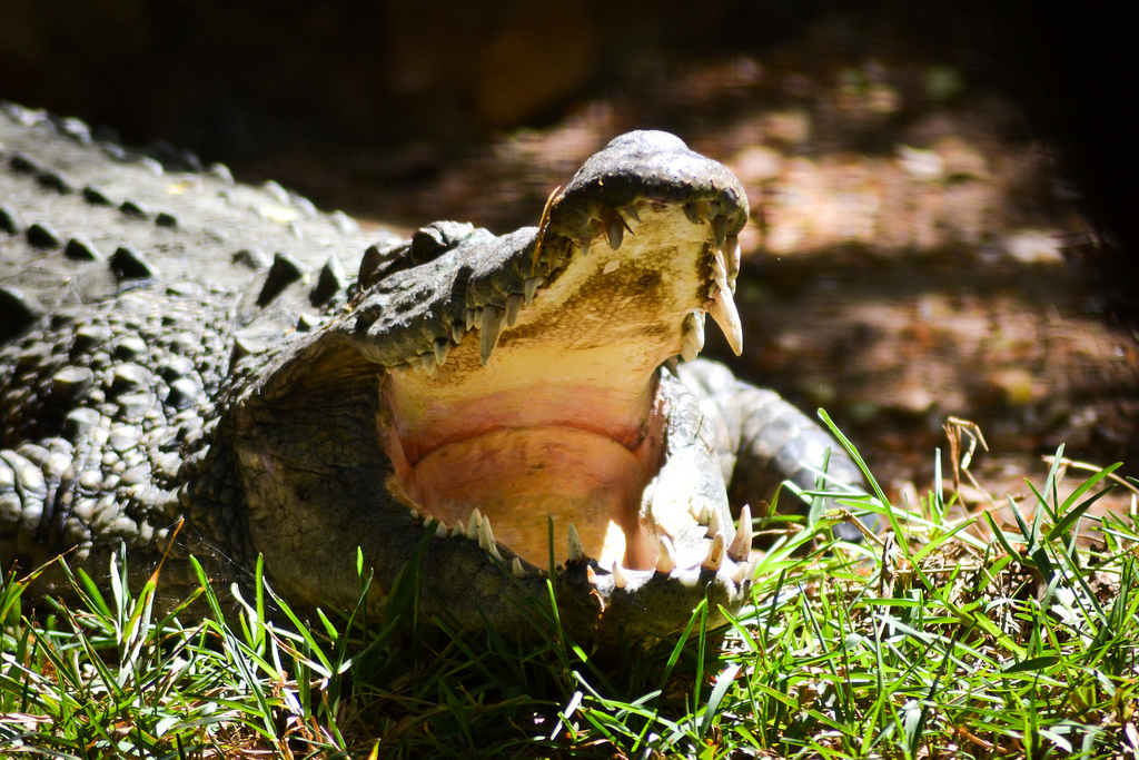 «Мне закажите салат и морковку»: доисторические крокодилы были менее злыми и более травоядными