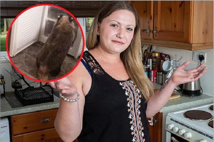 Женщина установила видеокамеру, чтобы понять, кто проникает ночью в ее дом и ворует еду из холодильника. Хулиганом оказался барсук