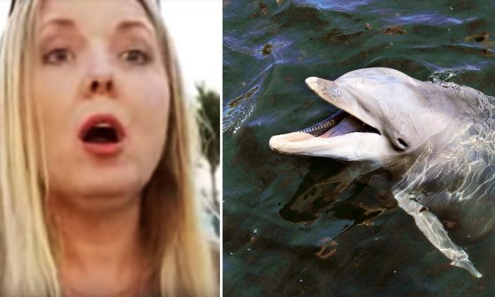 Одной крови: пес упал в воду и погиб бы, если бы не дельфины