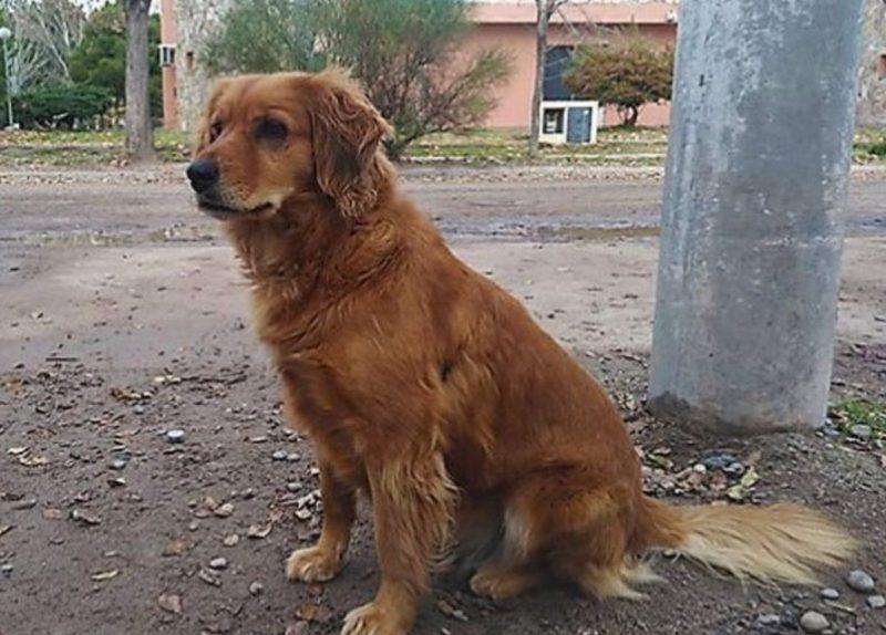 Аргентинский Хатико: пес больше года ждет своего хозяина у полицейского участка