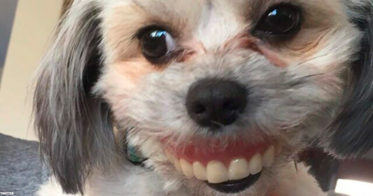 Он потерял свои ″зубы″, а когда заглянул под стол - увидел новую улыбку собаки