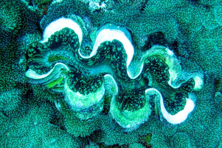 Ядерный деликатес: гигантские моллюски на Маршалловых Островах, считающиеся редким деликатесом, содержат плутоний