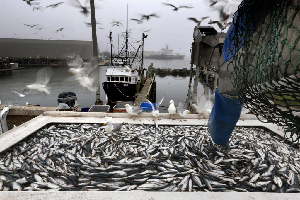 14 июля – День рыбака: традиции и история праздника. Кому можно ловить рыбу?